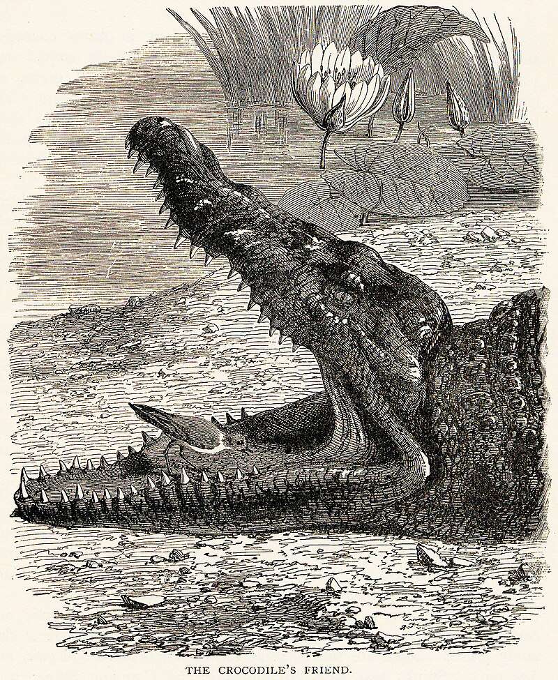 Nile crocodile