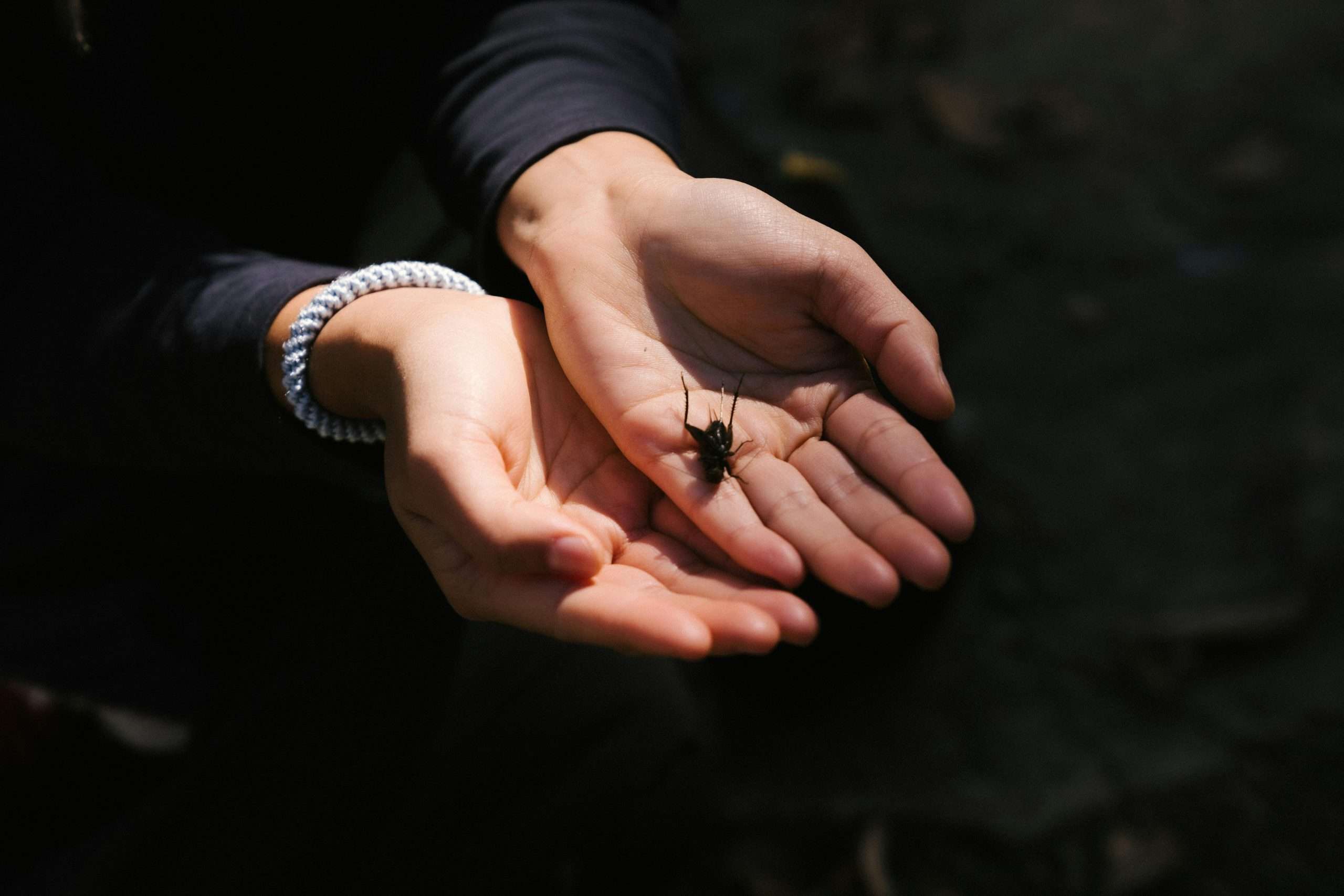 Insect