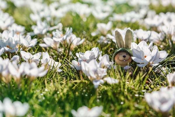 The Rabbit's New Life