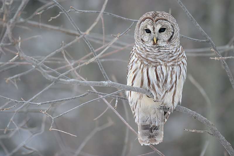 A Wise Old Owl