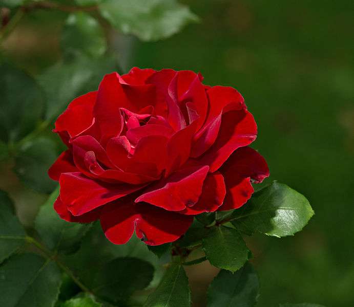 The Proud Rose