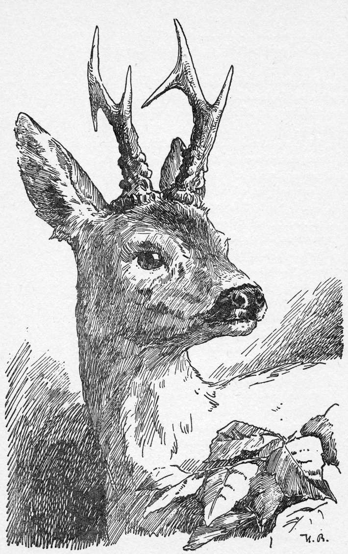 Bambi's Enchanting World